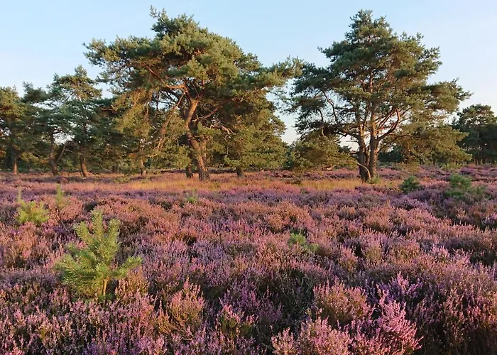 De Kleine Vos Bed and breakfast